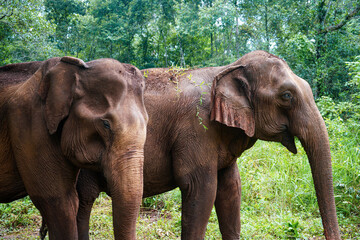 Pair of Asian Elephants passing through Jungle Clearing 