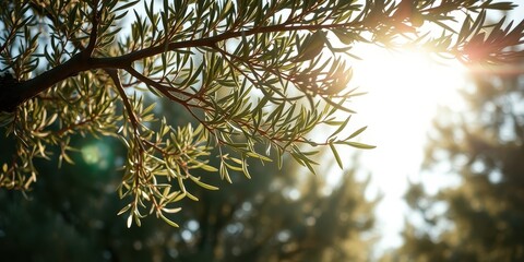 Sunlight filtering through delicate foliage of a tree branch