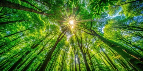 Obraz premium Sunlight Filtering Through Lush Green Leaves in a Serene Forest Canopy - Captivating Nature Photography