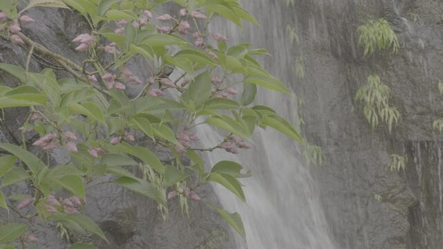 Blooming of rare KARVI flowers, Strobilanthes callosa, every seven years