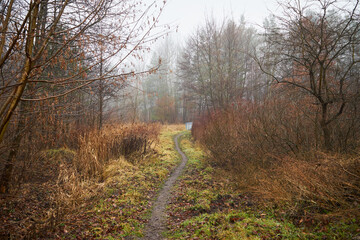 Fototapeta premium łąka,mgła 