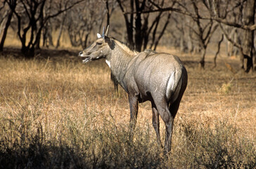 Nilgault, Nilgai, Boselaphus tragocamelus, Parc national de Ranthambore, Inde