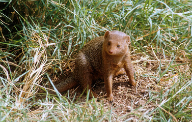 Mangouste naine du Sud, Helogale parvula, Afrique de l'Est