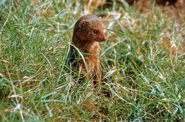 Mangouste naine du Sud, Helogale parvula, Afrique de l'Est