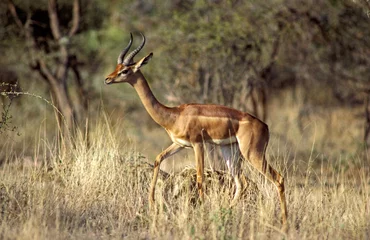 Gazelle de Waller, antilope girafe, gazelle girafe, gérénuk, Parc national de Samburu, Kenya