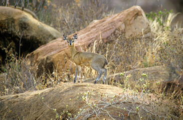 Oréotrague, Oreotragus oreotragus, Parc national du Tsavo, Kenya