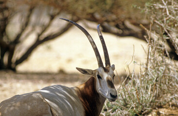 Oryx algazelle, Oryx damah