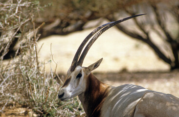 Oryx algazelle, Oryx damah
