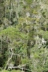 forêt primaire tropicale, Parc National Andasibé Mantadia, Madagascar