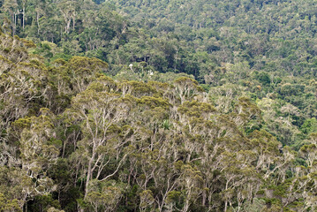 forêt primaire tropicale, Parc National Andasibé Mantadia, Madagascar