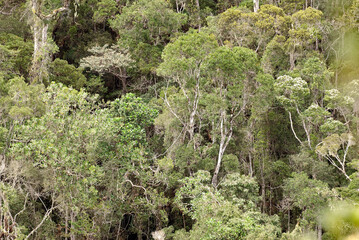forêt primaire tropicale, Parc National Andasibé Mantadia, Madagascar