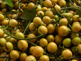 Menteng fruit or Baccaurea racemosa (Reinw.) Muell. Arg is a tropical fruit with a sour taste.