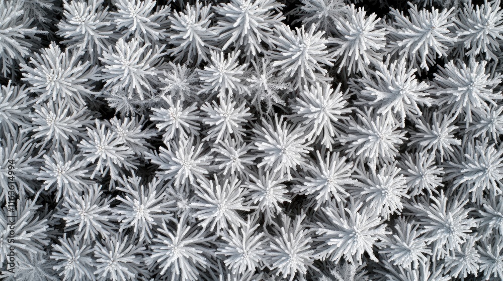 Poster aerial view of snow-covered pine treetops forming a textured pattern.