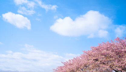 青空と河津桜