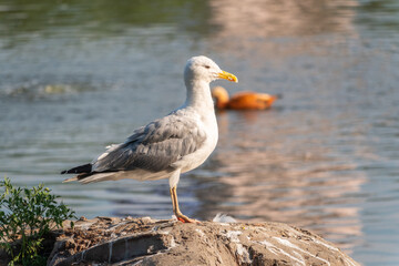 Obraz premium Seagull sits on stone cliff at the sea shore