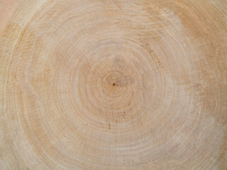 Tree trunk cut. Wood texture, annual rings. Wooden background.