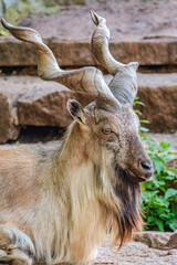 Close-up portrait of Markhor, Capra falconeri, wild goat native to Central Asia, Karakoram and the Himalayas