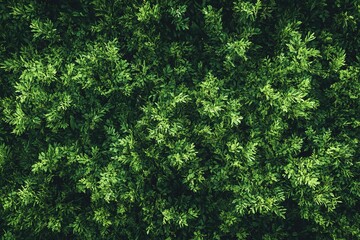 Fototapeta premium captivating aerial view of expansive field of lush green grass captured in perfect orthogonal perspective