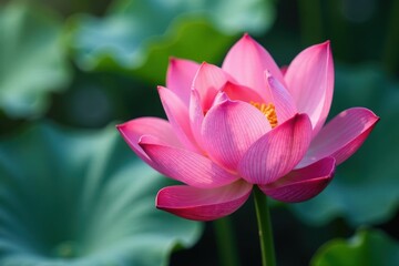 Obraz premium Close-up view of delicate, single pink lotus flower, water droplets , pink, wallpaper