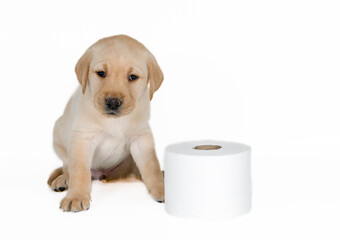 Blonde Labrador pup, posing Labrador pup, model, studio photo.