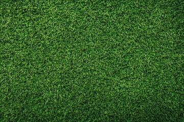 Obraz premium Expansive meadow with lush greenery and vibrant grass