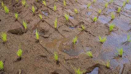 green rice paddy field