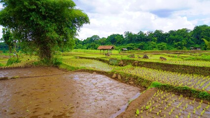 green rice paddy field
