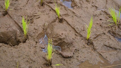 green rice paddy field