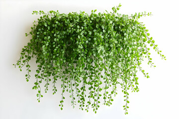 Obraz premium Green vines draping on a white wall, minimalist and clean aesthetic.