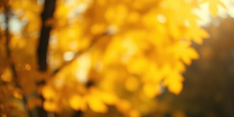 Abstract Golden Autumnal Foliage Background Featuring Blurry Tree Branches and Sunlit Leaves