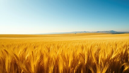 Obraz premium Golden Wheat Field Under a Vast Blue Sky, Rolling Hills in the Distance