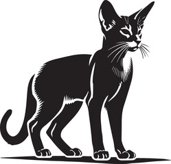 Black and white cat
