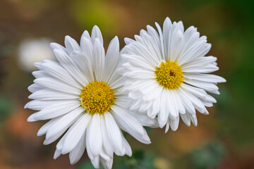 White daisies bloom in a sunny garden during the spring season