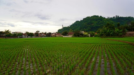 rice field in the morning
