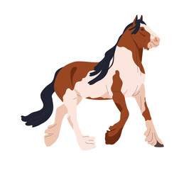 Gypsy Cob horse walking. Piebald equine animal with feathered legs, spots and patches pattern on coat. Thoroughbred stallion breed trotting. Flat vector illustration isolated on white background