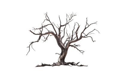 Fototapeta premium Dead tree branches dried tree on transparent background PNG.