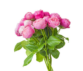 bouquet of pink peony roses.  Isolated on white background. Isolated on transparent. png format available  © Ann Stryzhekin