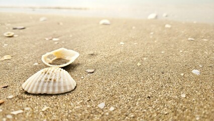 Seashell and bivalve on sand beach landscape for decoration on summer holiday and sea life.