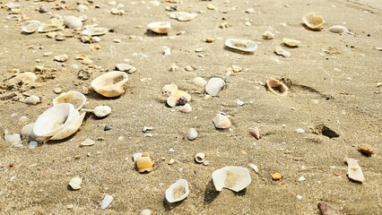 Seashell and bivalve on sand beach landscape for decoration on summer holiday and sea life.
