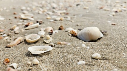 Seashell and bivalve on sand beach landscape for decoration on summer holiday and sea life.
