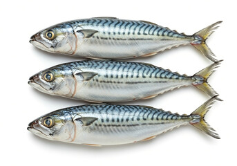 Fototapeta premium Mackerel fish on white background