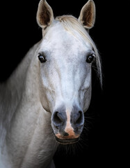 Fototapeta premium Primer plano frontal de la cara de un hermoso caballo blanco purasangre