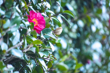 Camellia flower