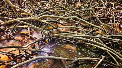 Roots of mangrove trees forest in the flood sea water background landscape.