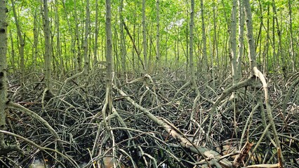 Trees and roots of mangroves trees in tropical mangrove forest landscape.