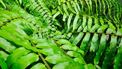 Obraz premium Green fern bunch background for decoration on nature and tropical forest.