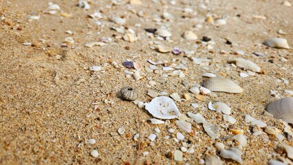 Seashell and bivalve on sand beach landscape for decoration on summer holiday and sea life.