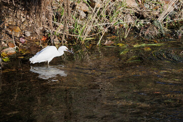 捕らえた小魚を嘴で咥えるシラサギ