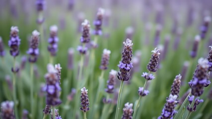 Close-up view of a field of blooming lavender flowers in soft focus, showcasing delicate purple blossoms and lush green foliage