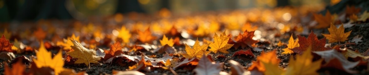 Scattered oak and birch leaves on forest floor, sunlit , macro, scenic